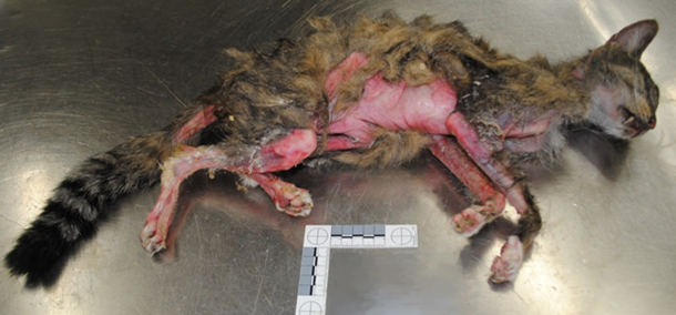 11-year-old domestic shorthair cat with feline paraneoplastic alopecia associated with cholangiocarcinoma.