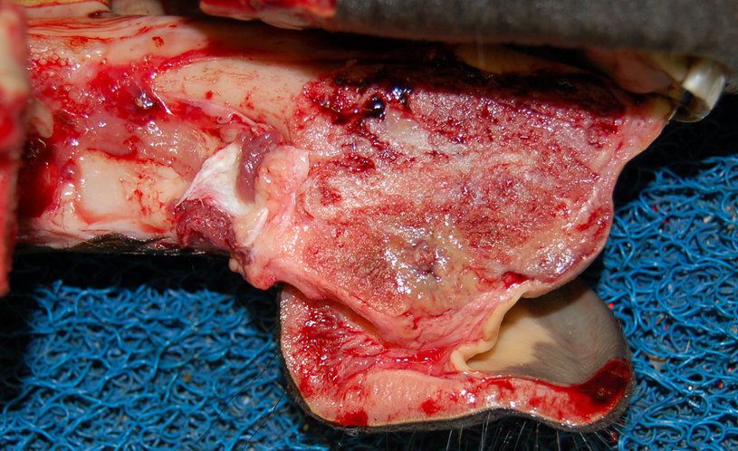 Juvenile ossifying fibroma in the rostral mandible of a young horse.