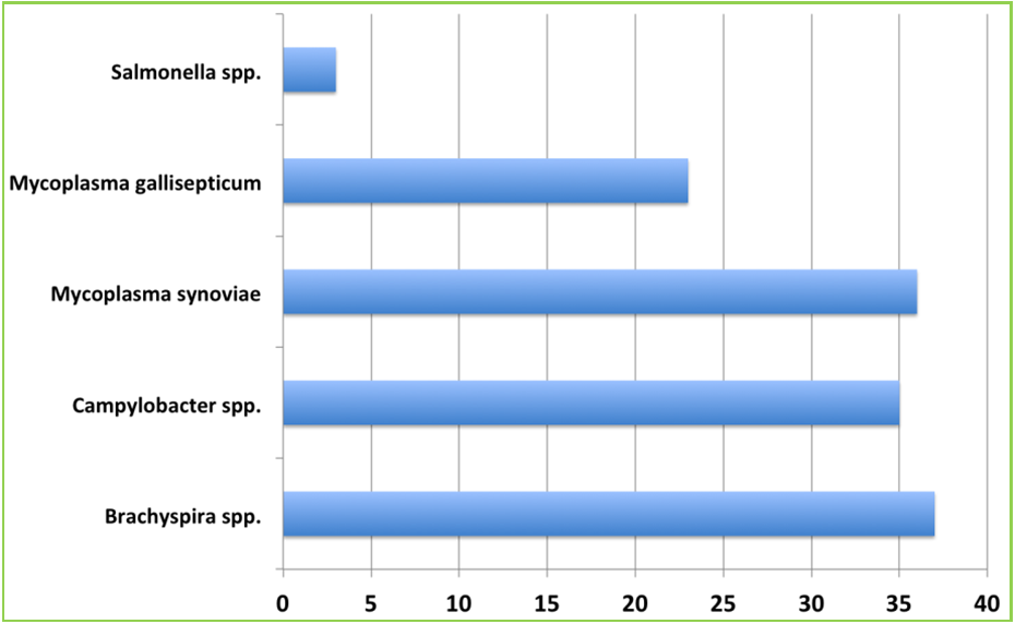 Prevalence (%) of bacterial pathogens in tested submissions.