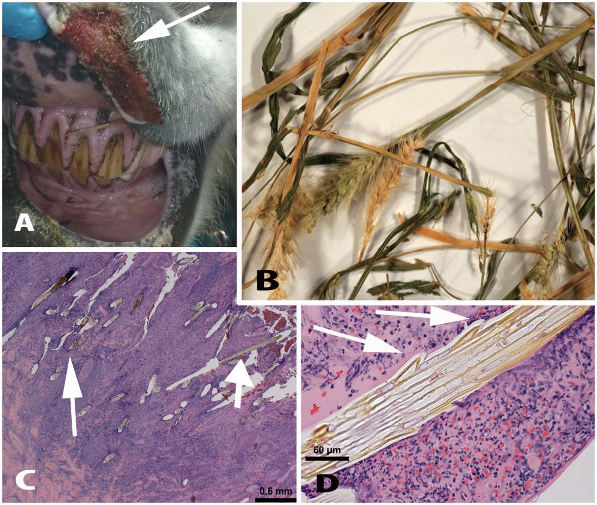Figure 1. A. Lesion on the upper lip (arrow). B. Appearance of foxtail seed heads in mixed alfalfa-grass hay (from reference 2, reprinted with permission, courtesy of Dr PF Johnson and Equine Vet Educ). C. Low-power H&E of the biopsy, showing large number of awns in the inflamed lesion (arrows). D. Close-up of an awn, showing the sharp barbs (arrows).