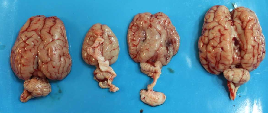 Brains from quadruplet lambs.