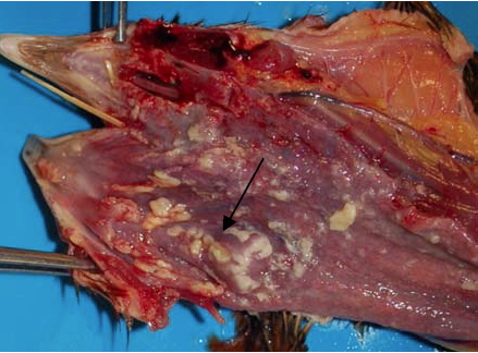 Figure. 1. The laryngeal opening is occluded by fibrinous exudate (arrow). Plaques of fibrinous exudate are on the oropharyngeal and esophageal mucosa.