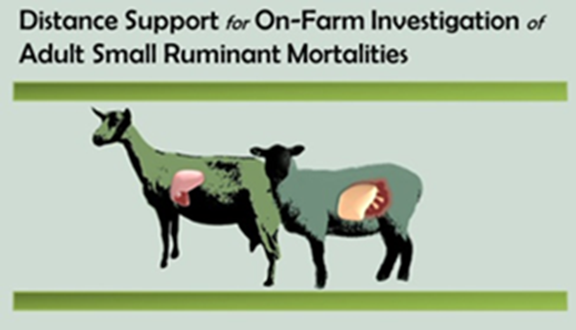 small ruminant project logo