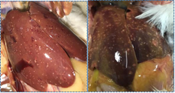 Characteristic gross liver lesions of spotty liver disease. Photos courtesy of Dr. Kelli H. Jones, CEVA.