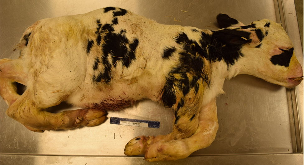 Stillborn Holstein calf with disproportionate dwarfism 
