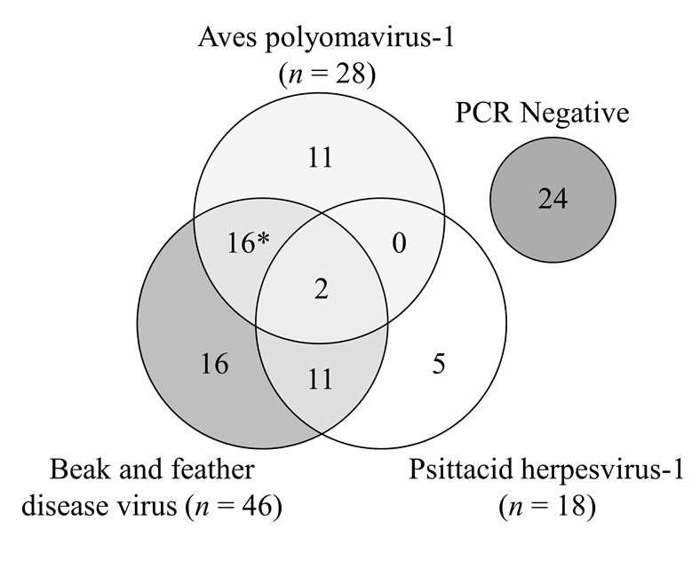 BDFV coinfection by histopathology.