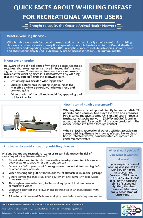 Whirling disease fact sheet