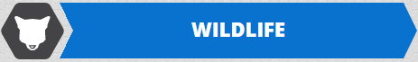 wildlife  icon-tab