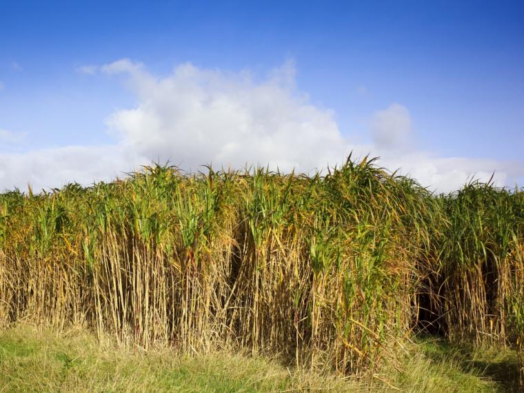 Tall biofuel grasses growing in a field