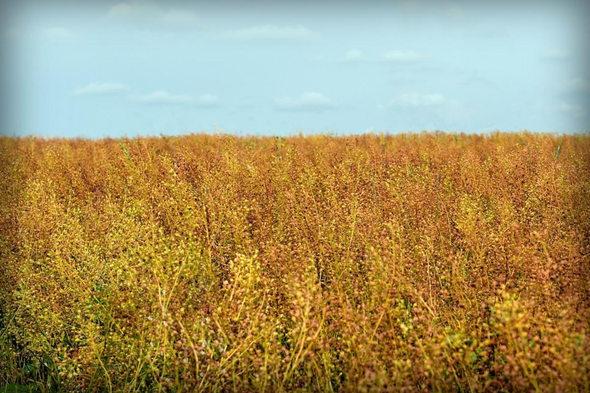 Camelina field