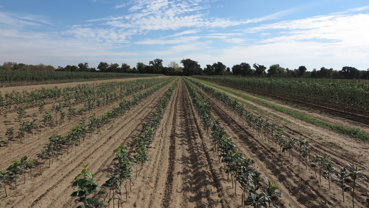 Apple rootstocks growing in the field