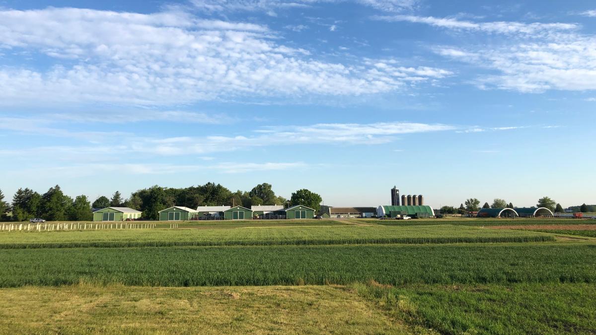 Fields at the Ridgetown Campus research station