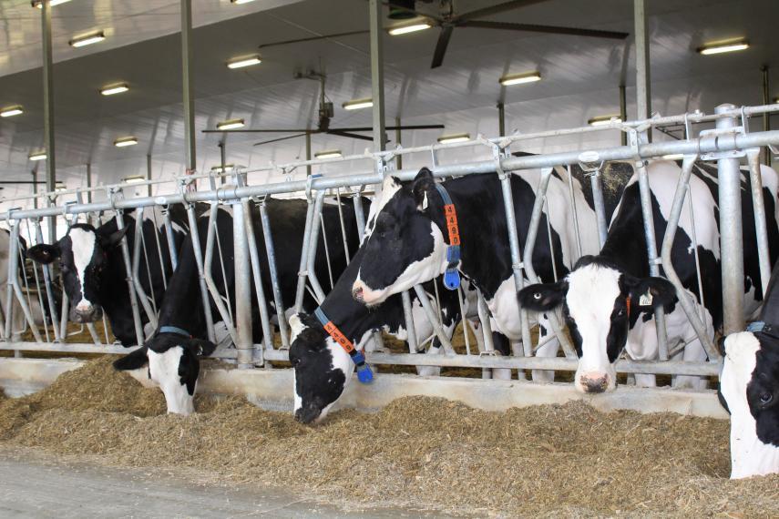 Six dairy cows eating hay from their stalls.