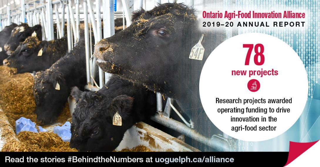 This image shows black beef cattle eating. The accompanying text reads Ontario Agri-Food Innovation Alliance 2019-20 Annual Report. "78 new projects: Research projects awarded operating funding to drive innovation in the agri-food sector."