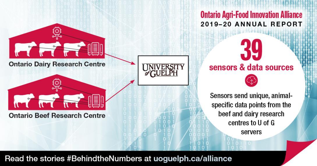 This conceptual illustration shows the Ontario Dairy Research Centre and Ontario Beef Research Centres sending data to the University of Guelph. The accompanying text reads Ontario Agri-Food Innovation Alliance 2019-20 Annual Report. "39 sensors and data sources: Sensors send unique, animal-specific data points from the beef and dairy research centres to U of G servers." Read the stories #BehindtheNumbers at uoguelph.ca/alliance.