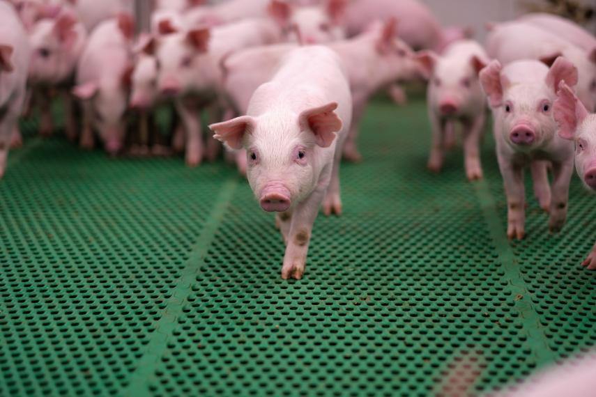 One piglet walks ahead of a large group at the Ontario Swine Research Centre