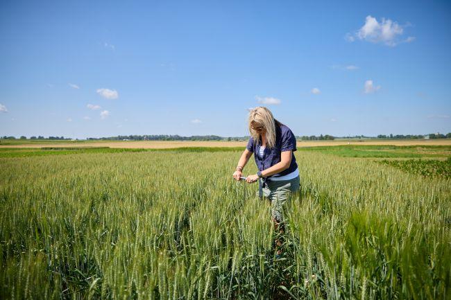 Kari stands in the middle of a wheat field in the summer, measuring soil with her hands