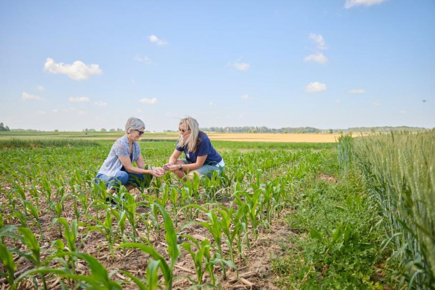 Two female researchers squat in a corn field with ~30-cm high plants, smiling and talking to each other