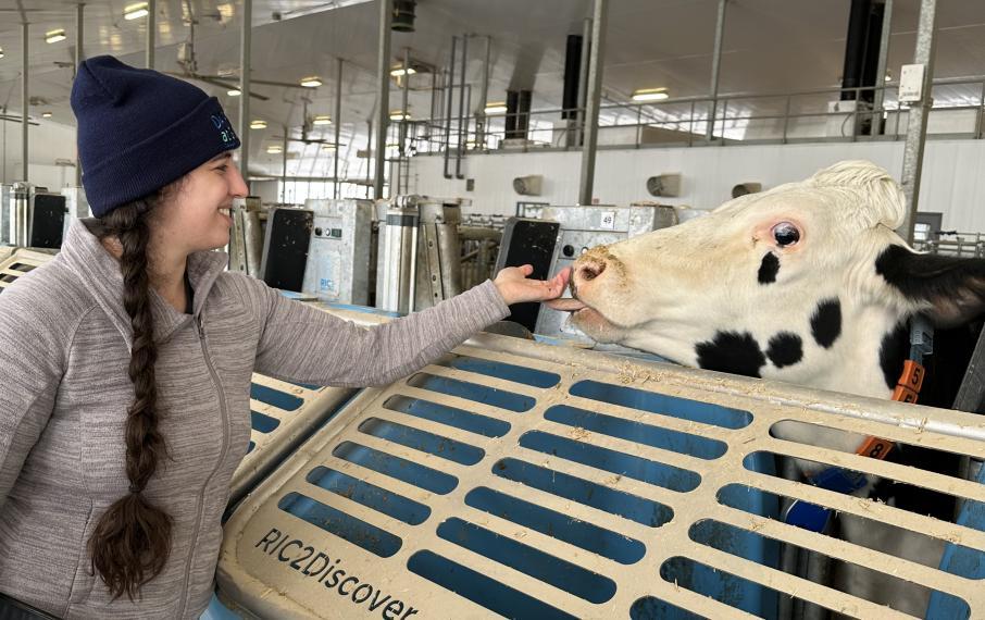 Anna Schwanke, a woman with long braided pigtails wearing a toque, offers her hand to a dairy cow who is behind a chest-high gate.