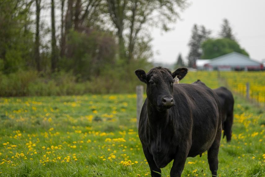 A beef cow with a tag in its ear stares off into the distance on a green pasture