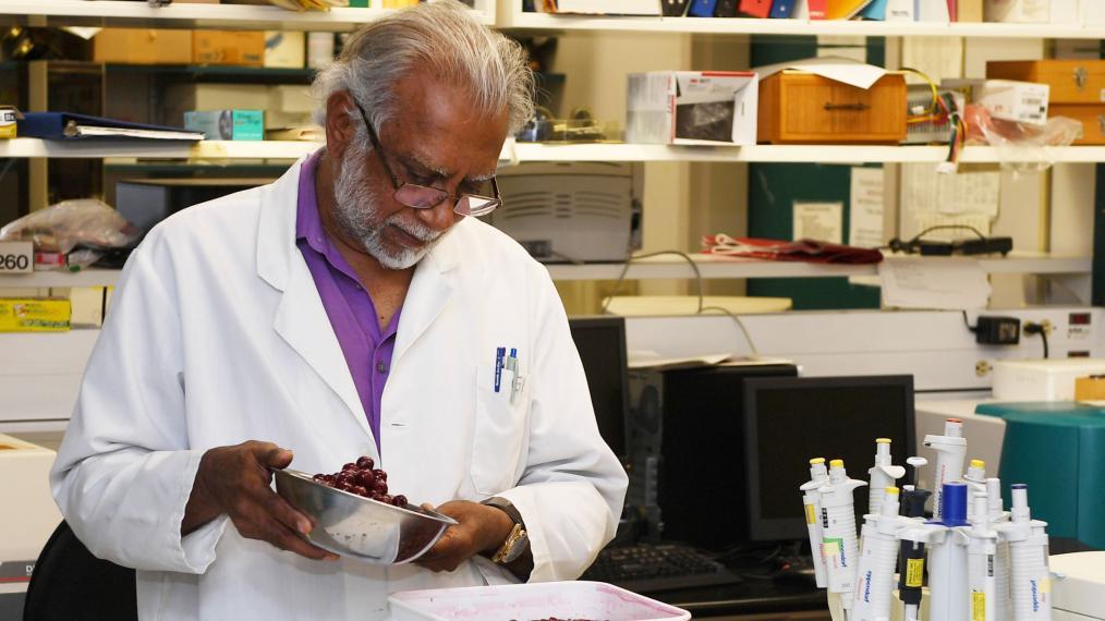 Dr. Gopi Paliyath, wearing glasses and white lab coat, holds a bowl of sour cherries over a larger container in a laboratory setting.