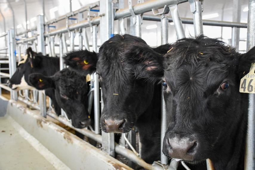 Beef cattle at the Ontario Beef Research Centre
