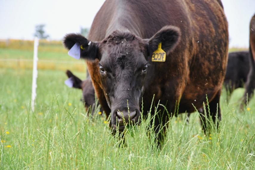 Black beef cow looking at the camera while surrounded by green pasture.