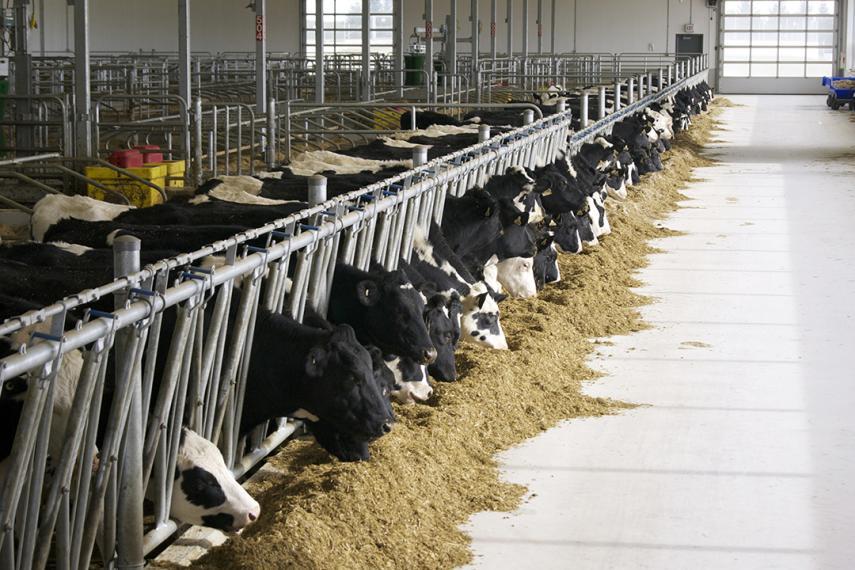 Dairy cows in a barn with their heads through the bars feeding.