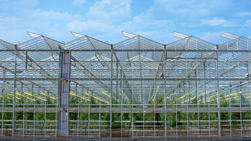 Exterior close-up of a glass greenhouse, with plants visible through the windows