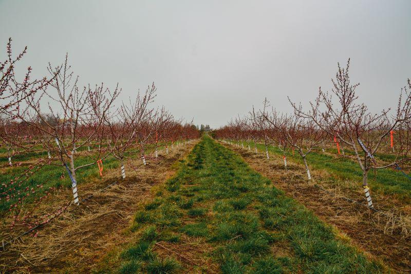 Two rows of small peach trees flank a grass-covered walkway