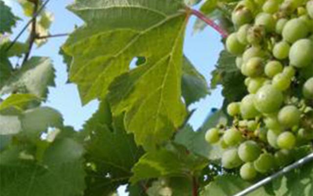 Green grapes on a vine