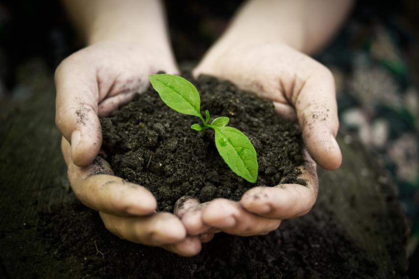 New growth: Hands holding soil that is sprouting a seedling.