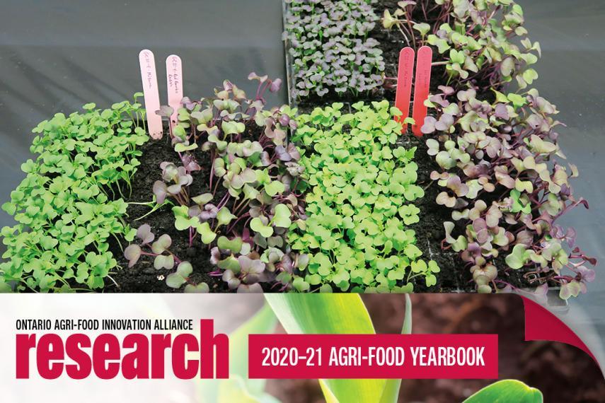 Microgreens growing in two trays with an icon banner at the bottom that says Ontario Agri-Food Innovation Alliance research, 2020-21 Agri-Food Yearbook