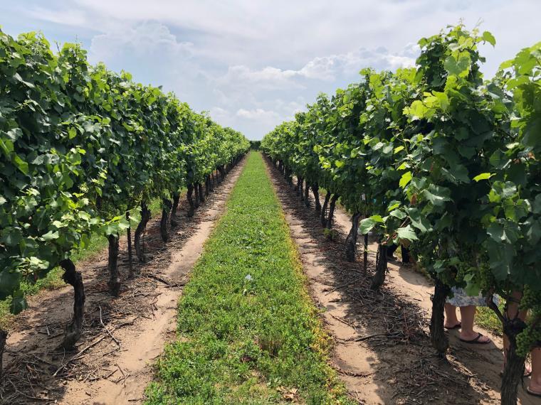 Rows of grape vines