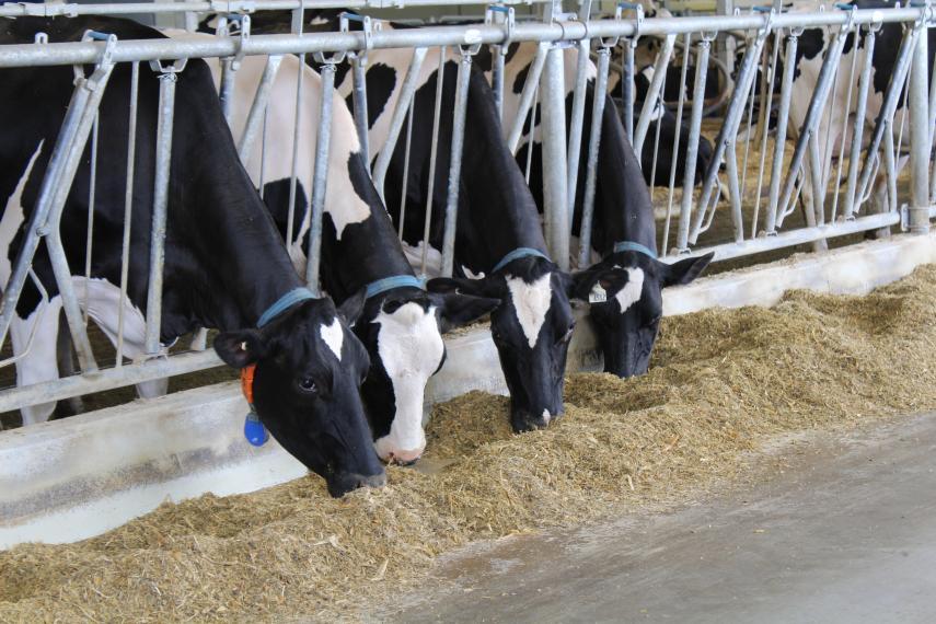 Dairy cows eating feed through stall bars