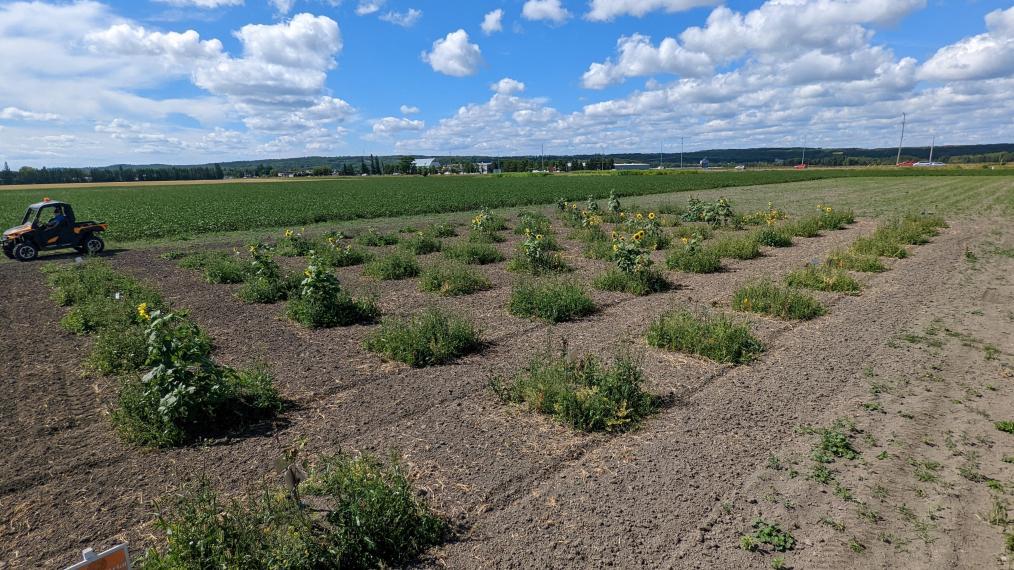 Landscape image of crop plot that form green squares over a brown soil background, looking like a checkerboard
