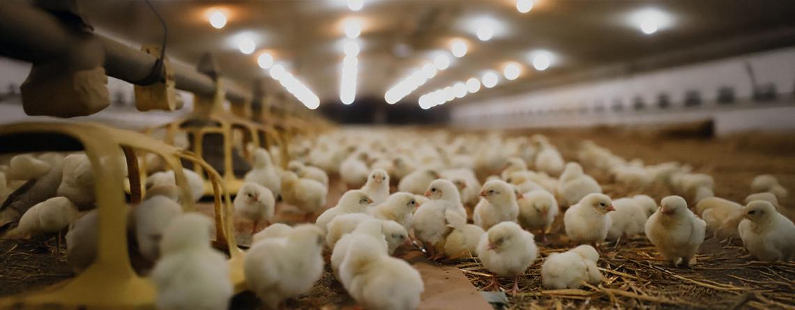 Fluffy chicks in a modern poultry barn