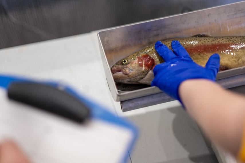 A rainbow trout in a metal half-pipe is held in place by a gloved hand