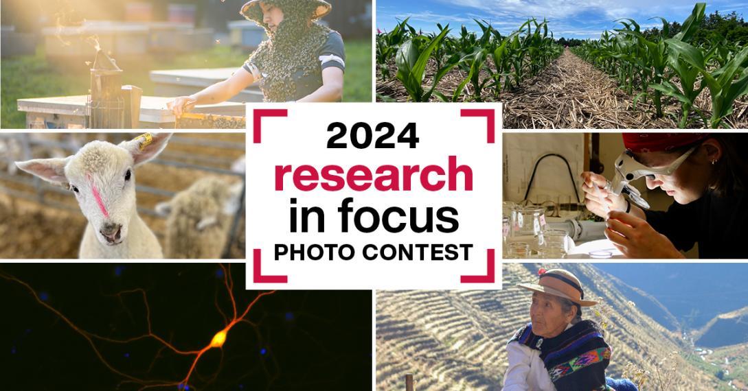 Photo contest collage of previous submissions