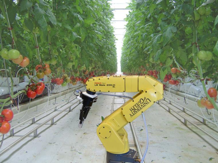 Yellow robotic arm in a tomato greenhouse