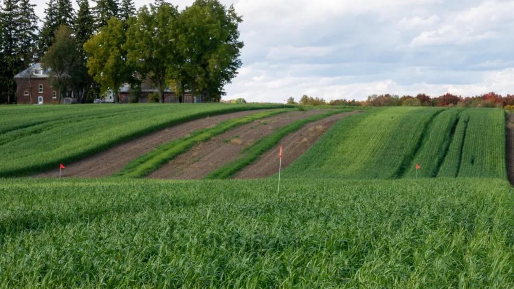 View of a farm landscape, where most of the ground is green and lush with plants. There are strips of brown soil visible between rows.