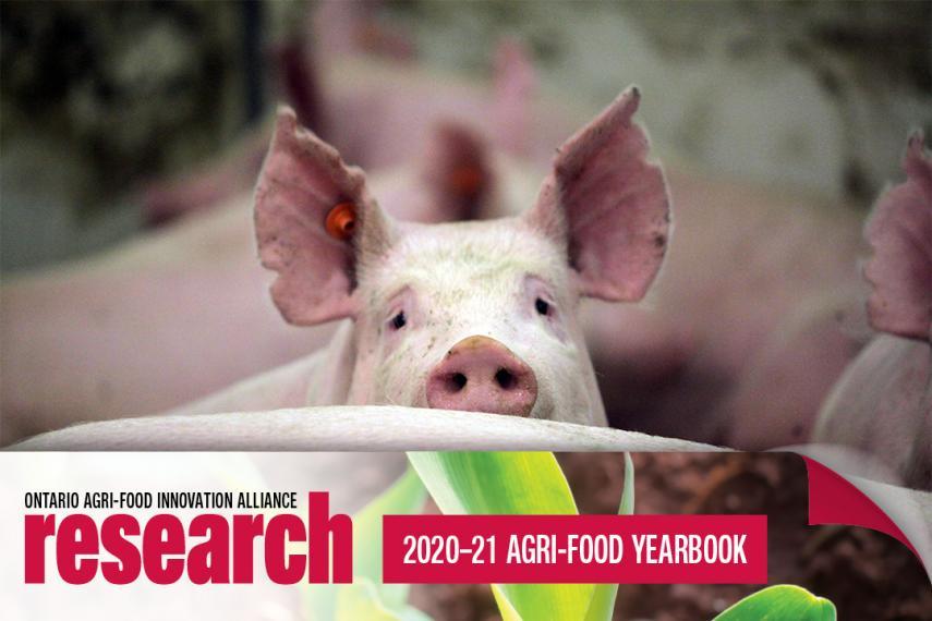 A herd of pigs with one pig in the center looking at the camera and a banner icon at the bottom that says Ontario Agri-Food Innovation Alliance research 2020-21 Agri-Food Yearbook