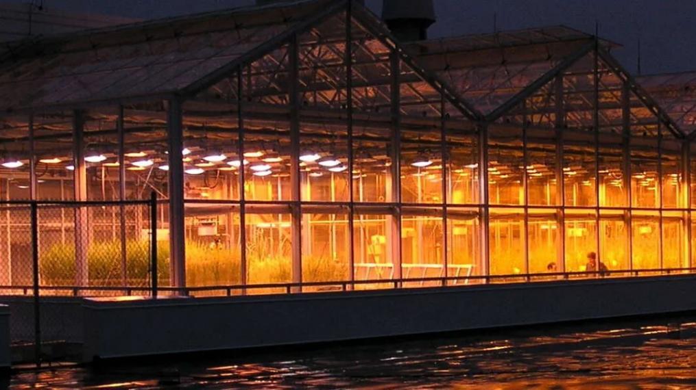 University of Guelph's Bovey Greenhouses glow on a snowy night.