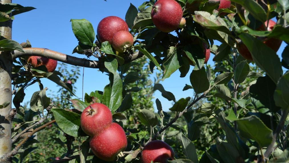 A close-up of cider apples growing on the tree