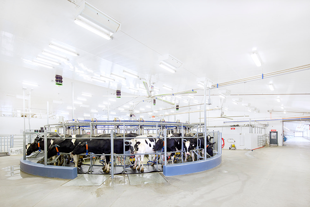 A rotary milking parlour filled with dairy cows.