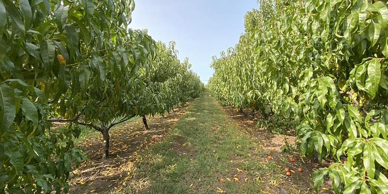 Looking down a long row in an orchard with fruit trees on either side.