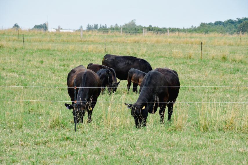 Beef cows on pasture