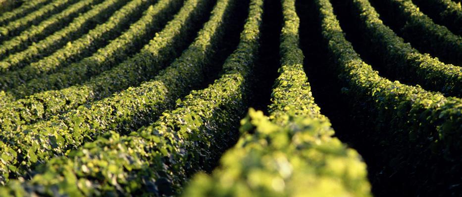 Row of crops in a field