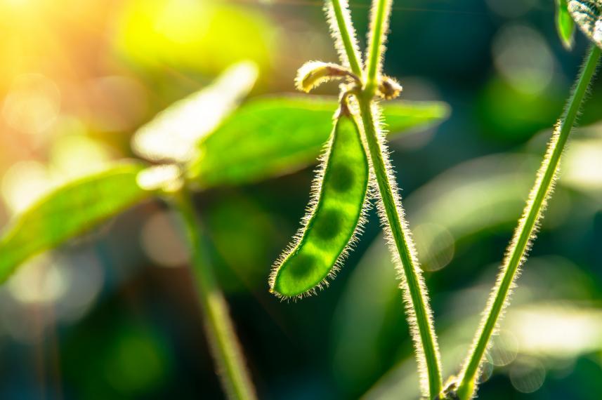 Close-up of a green soybean growing in a sunny field