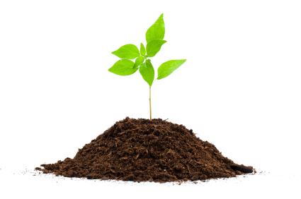 Image of a plant growing out of a small pile of soil